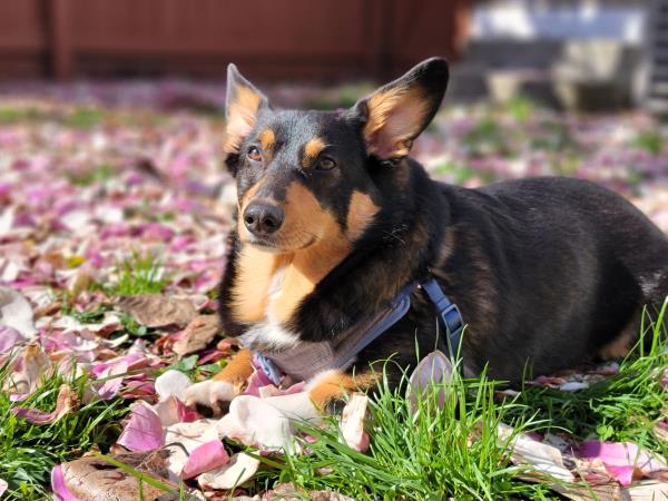 /Images/uploads/Warrick Parks Foundation/pippero-pup-park/entries/26588thumb.jpg